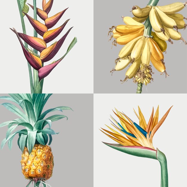 Illustration vintage de l&#39;ensemble des plantes tropicales