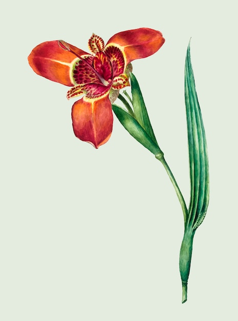 Illustration vintage de fleur de Ferraria Tigrina