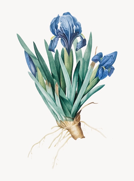 Illustration vintage d&#39;iris pygmée