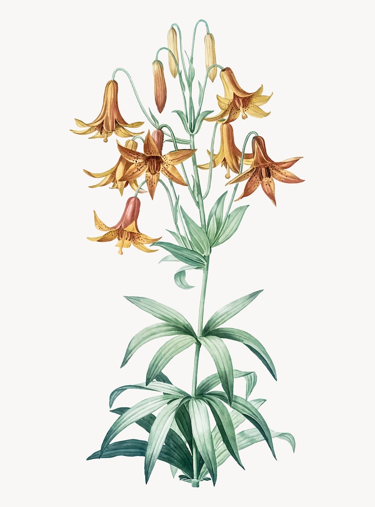 Vecteur gratuit illustration vintage de lys du canada