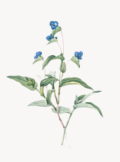 Vecteur gratuit illustration vintage de spiderwort bleu