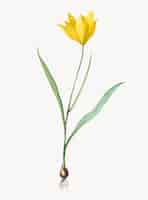 Vecteur gratuit illustration vintage de tulipa sylvestris