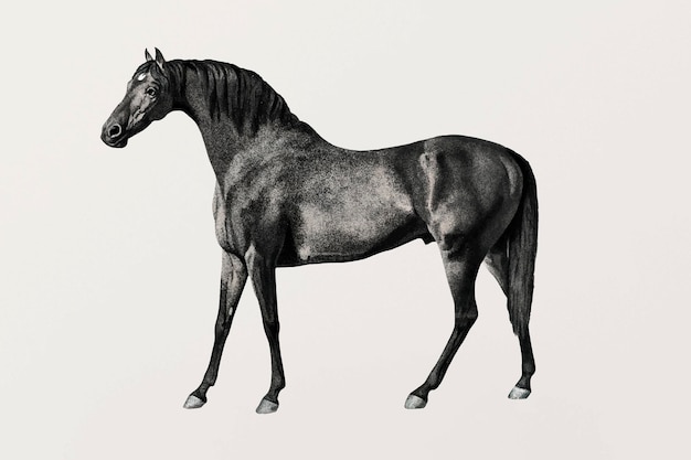 Illustration vintage de vecteur de cheval, remixée à partir d'œuvres d'art de George Stubbs