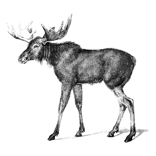 Vecteur gratuit illustrations anciennes de moose
