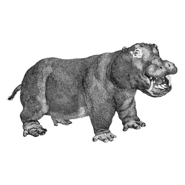 Illustrations d&#39;époque d&#39;Hippopotame