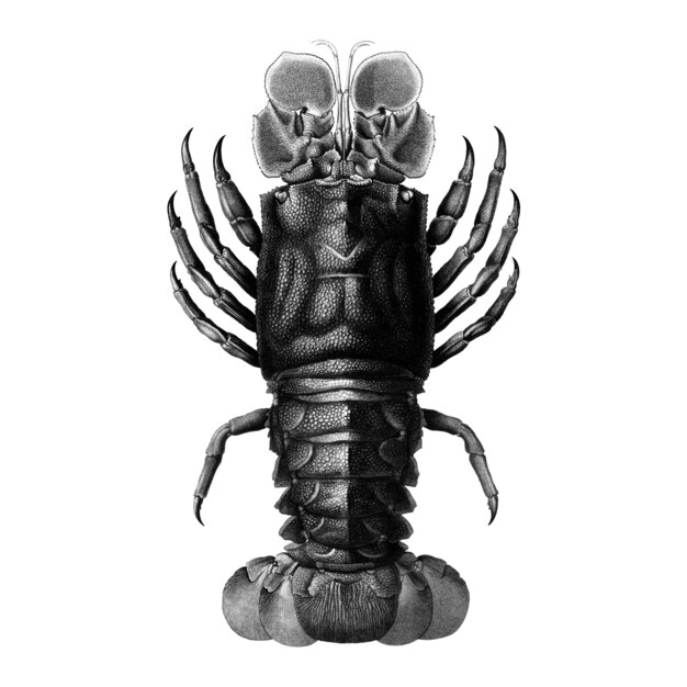 Illustrations d&#39;époque de homard