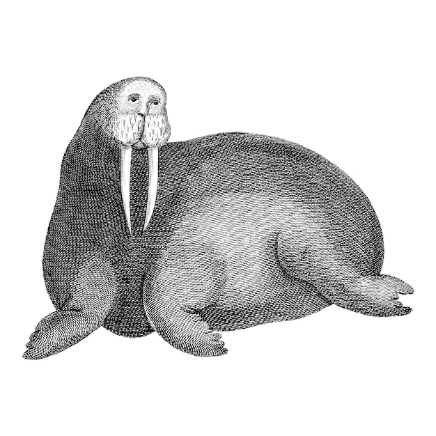 Illustrations d&#39;époque de morse arctique