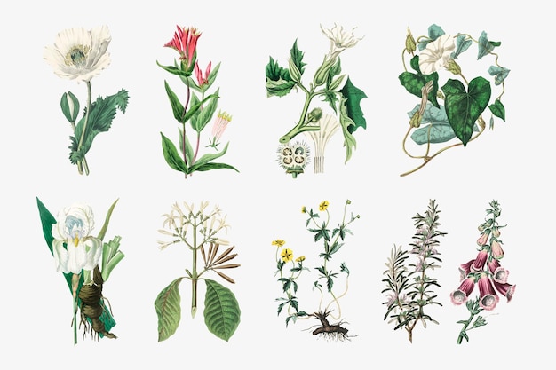 Vecteur gratuit illustrations de jeu de plantes botaniques vectorielles