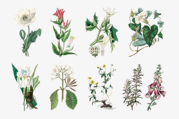 Illustrations de jeu de plantes botaniques vectorielles