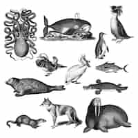 Vecteur gratuit illustrations vintages d'animaux