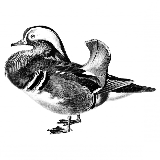 Illustrations vintages de canard mandarin