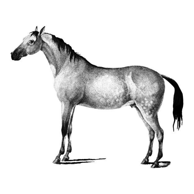 Illustrations vintages de cheval