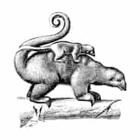 Vecteur gratuit illustrations vintages de fourmilier pygmée