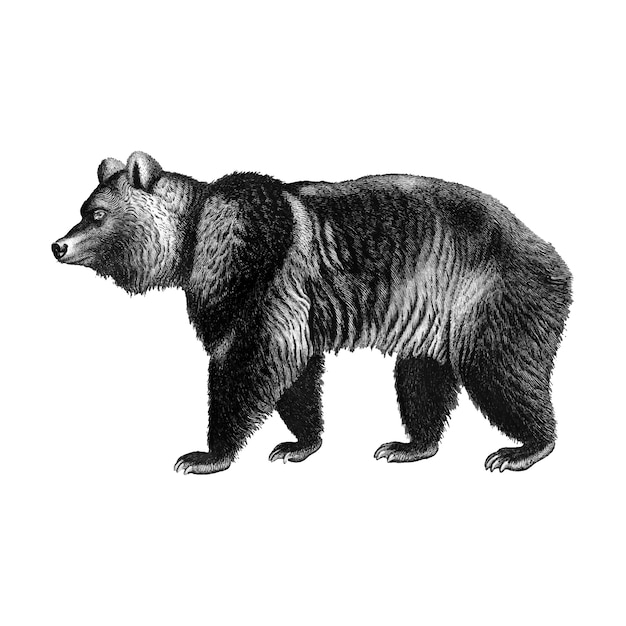 Vecteur gratuit illustrations vintages d'ours brun