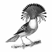 Vecteur gratuit illustrations vintages de royal flycatcher