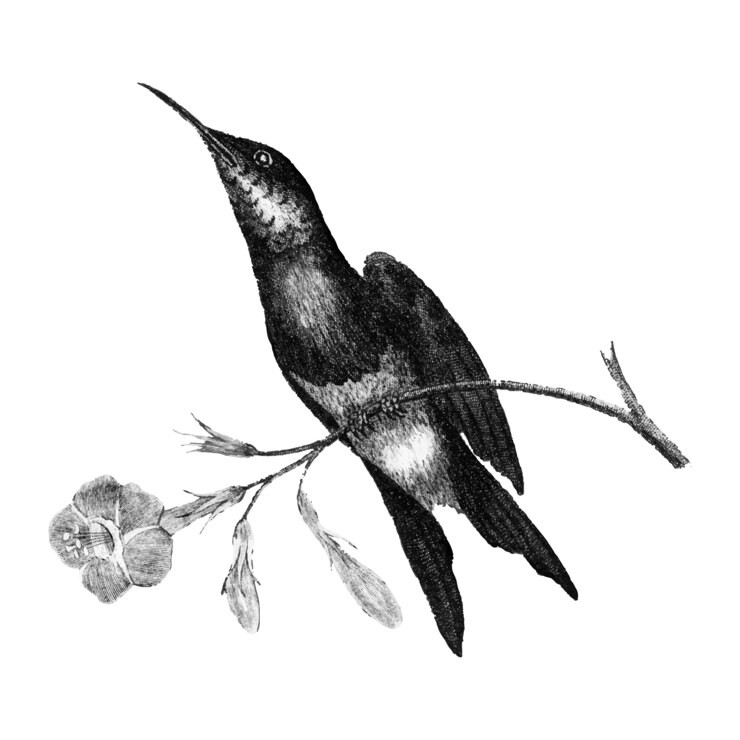 Vecteur gratuit illustrations vintages de sunbird