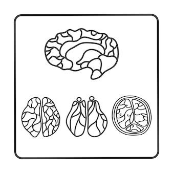 Image tomographique du cerveau analyse de la coupe de l'hémisphère recherche en diagnostic médecine chirurgie