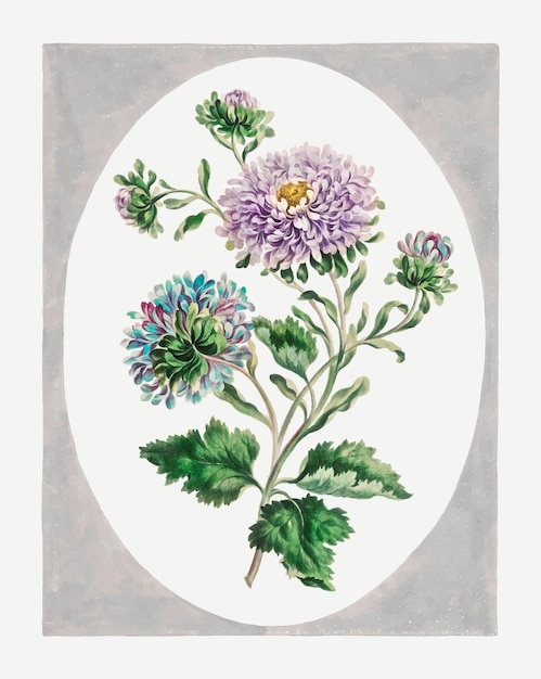 Vecteur gratuit impression d'art floral vintage china aster vector, remixée à partir d'œuvres d'art de john edwards