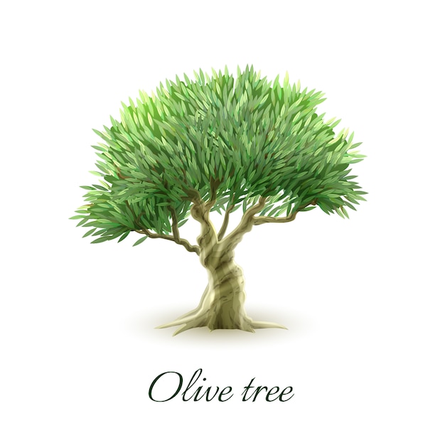 Vecteur gratuit imprimé photo d'un seul olivier