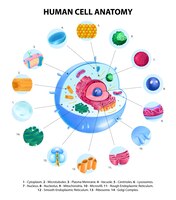 Vecteur gratuit infographie de l'anatomie cellulaire