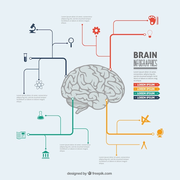 Vecteur gratuit infographie brain