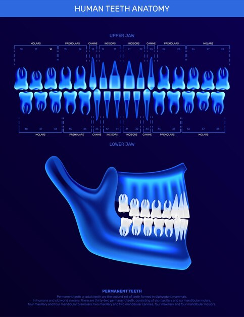 Infographie des dents humaines avec image radiographique réaliste de couleur néon de la mâchoire et des icônes de dents simples illustration vectorielle