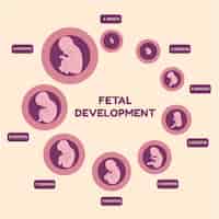 Vecteur gratuit infographie sur le développement fœtal dessiné à la main