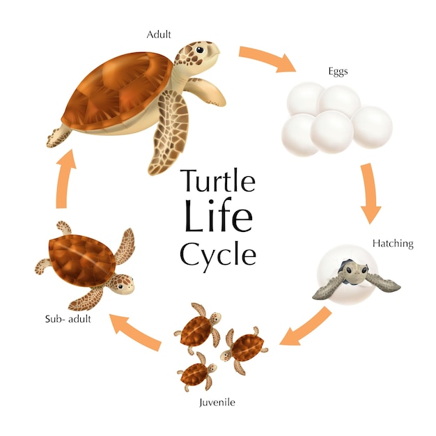 Infographie du cycle de vie des tortues de mer sertie d'oeufs réalistes jeunes animaux et adultes sur illustration vectorielle fond blanc