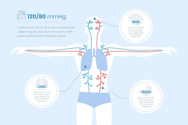 Infographie du système circulatoire dessiné à la main