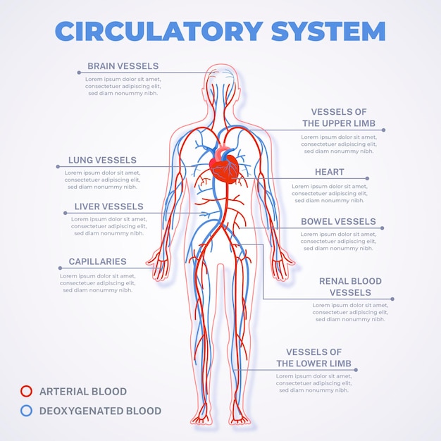 Vecteur gratuit infographie du système circulatoire linéaire