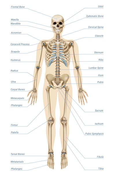 Infographie Du Système Squelettique Humain Réaliste