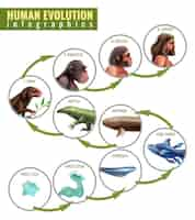 Vecteur gratuit infographie de l'évolution humaine