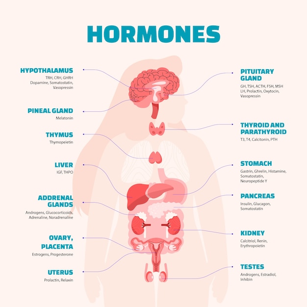 Infographie Sur Les Hormones De Conception Plate