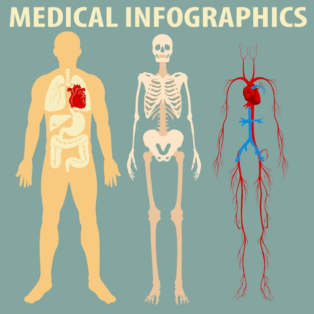 Vecteur gratuit infographie médicale du corps humain