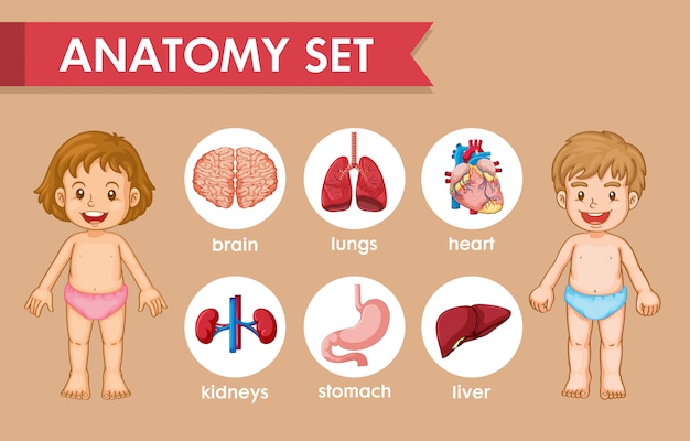 Infographie Médicale Scientifique De L'anatomie Humaine Des Enfants