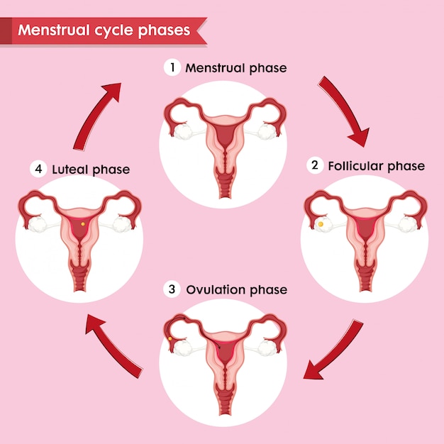 Vecteur gratuit infographie médicale scientifique du processus du cycle menstruel