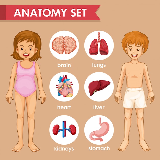 Infographie Médicale Scientifique Des Organes D'enfants