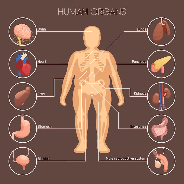 Vecteur gratuit infographie des organes humains sertie de symboles de pourcentage et de statistiques illustration vectorielle isométrique