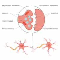 Vecteur gratuit infographie plate de la synapse cérébrale des neurosciences avec schéma de diagramme des cellules neurales avec légendes de texte et illustration vectorielle de pointeurs