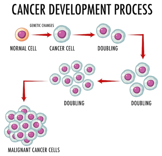 Vecteur gratuit infographie sur le processus de développement du cancer