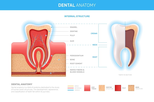 Vecteur gratuit infographie réaliste des dents humaines avec des images plates de vues de profil de dent avec illustration vectorielle de gomme de dentine et de pulpe