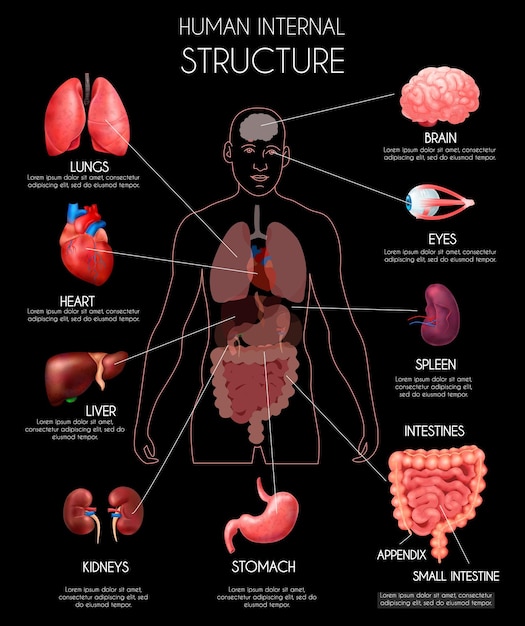 Infographie Réaliste Des Organes Internes Humains Avec Poumons Coeur Foie Reins Cerveau Yeux Rate Intestins Descriptions Illustration Vectorielle