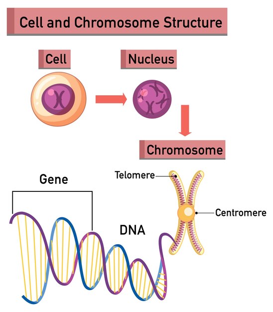 Infographie sur la structure des cellules et des chromosomes