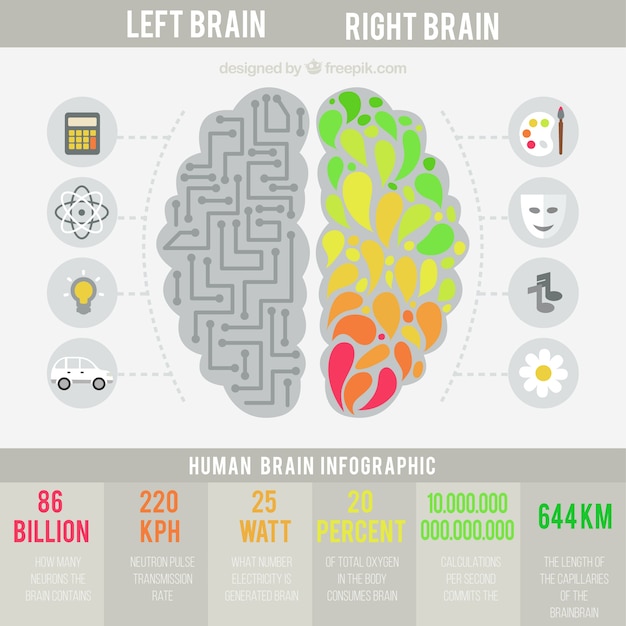 Infographique Du Cerveau Humain Dans La Conception Plate