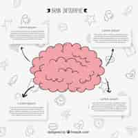 Vecteur gratuit infographique du cerveau humain hand-drawn