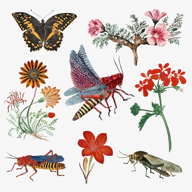 Insectes et fleurs vector illustration nature vintage, remixé à partir des œuvres de Robert Jacob Gordon