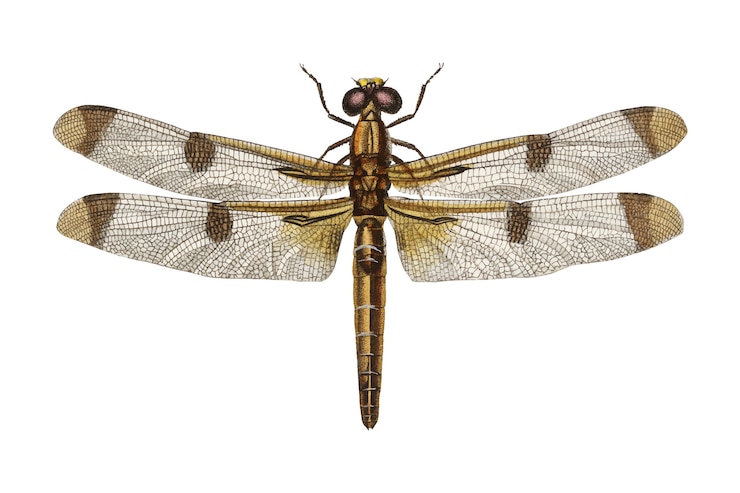 Vecteur gratuit les insectes