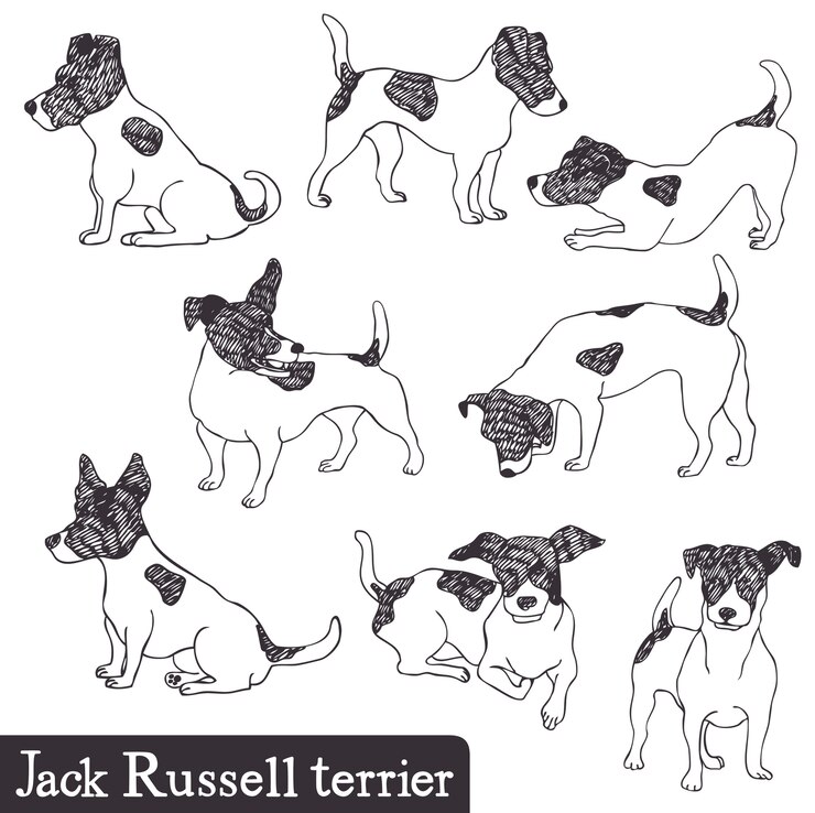 Vecteur gratuit jack russell terrier ensemble