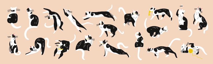 Vecteur gratuit jeu de caractères de chats avec des images isolées d'un animal de compagnie chaton noir et blanc similaire dans différentes poses illustration vectorielle