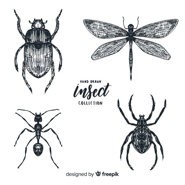 Jeu de croquis d&#39;insectes réaliste dessinés à la main